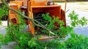 Desbroces de fincas y parcelas en Segovia y provincia, Desbrozamos y limpiamos terrenos Cipreses contra el fuego y prevención de incendios Desbroces de fincas y parcelas en Segovia y provincia, Desbrozamos y limpiamos terrenos Cipreses contra el fuego y prevención de incendios