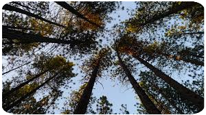 tala árboles en altura Taladores de árboles